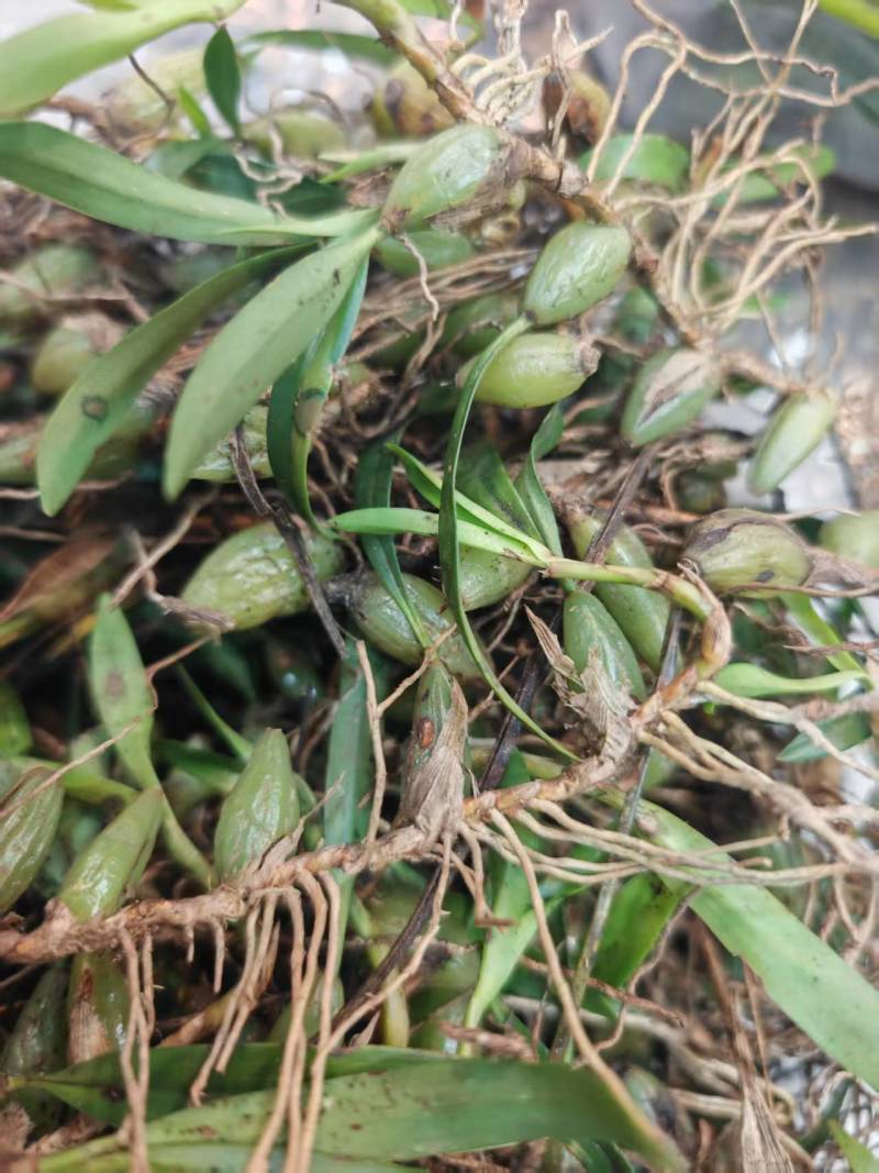 深山原生石橄榄批发，双叶大果单叶小果齐全，煲汤药膳货源足