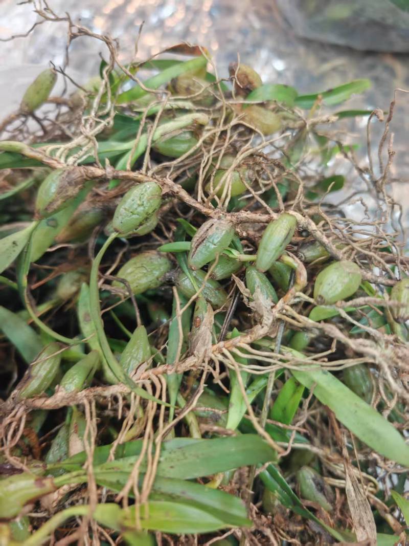 深山原生石橄榄批发，双叶大果单叶小果齐全，煲汤药膳货源足
