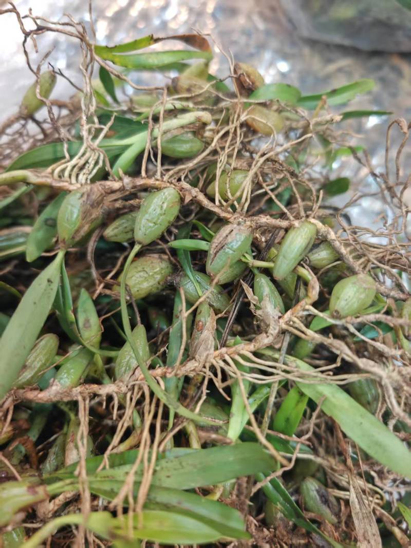 深山原生石橄榄批发，双叶大果单叶小果齐全，煲汤药膳货源足