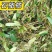 深山原生石橄榄批发，双叶大果单叶小果齐全，煲汤药膳货源足