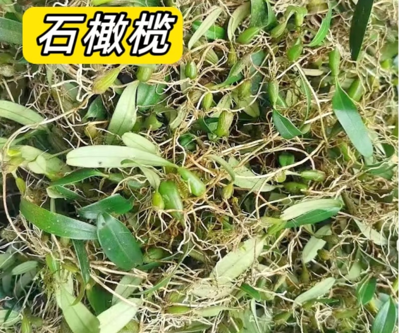 深山原生石橄榄批发，双叶大果单叶小果齐全，煲汤药膳货源足