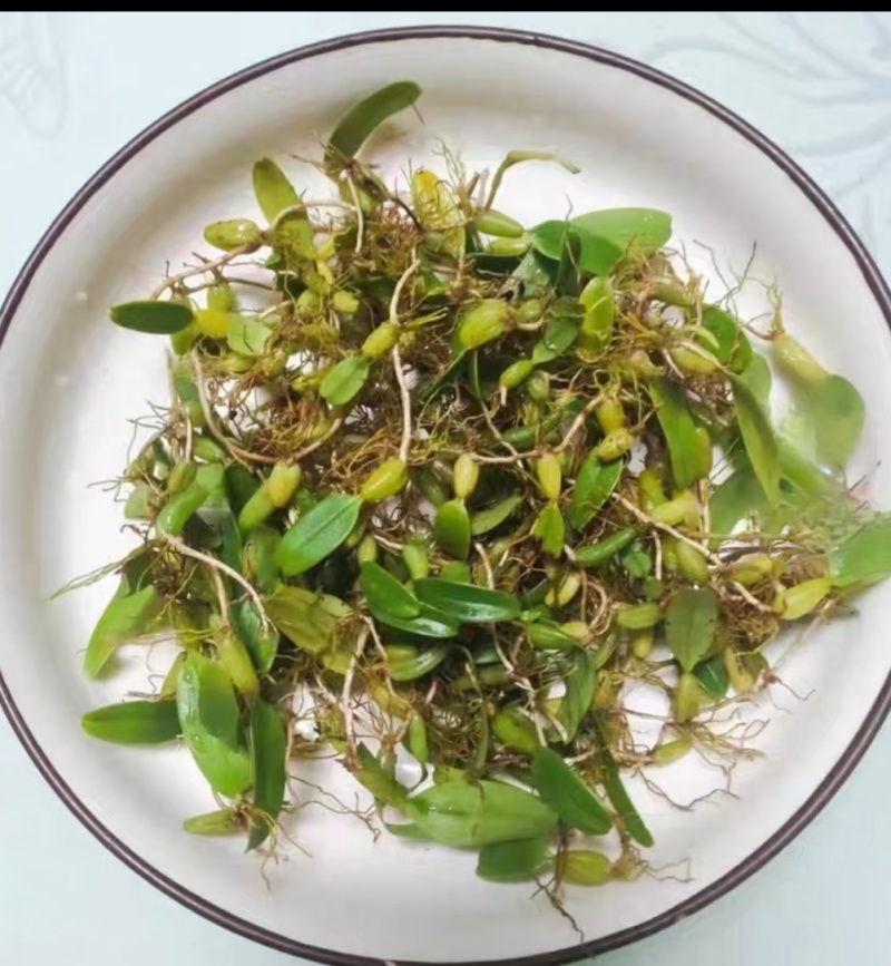 深山原生石橄榄批发，双叶大果单叶小果齐全，煲汤药膳货源足