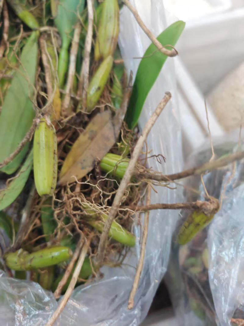 深山原生石橄榄批发，双叶大果单叶小果齐全，煲汤药膳货源足