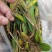 深山原生石橄榄批发，双叶大果单叶小果齐全，煲汤药膳货源足