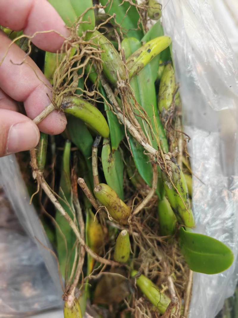 深山原生石橄榄批发，双叶大果单叶小果齐全，煲汤药膳货源足