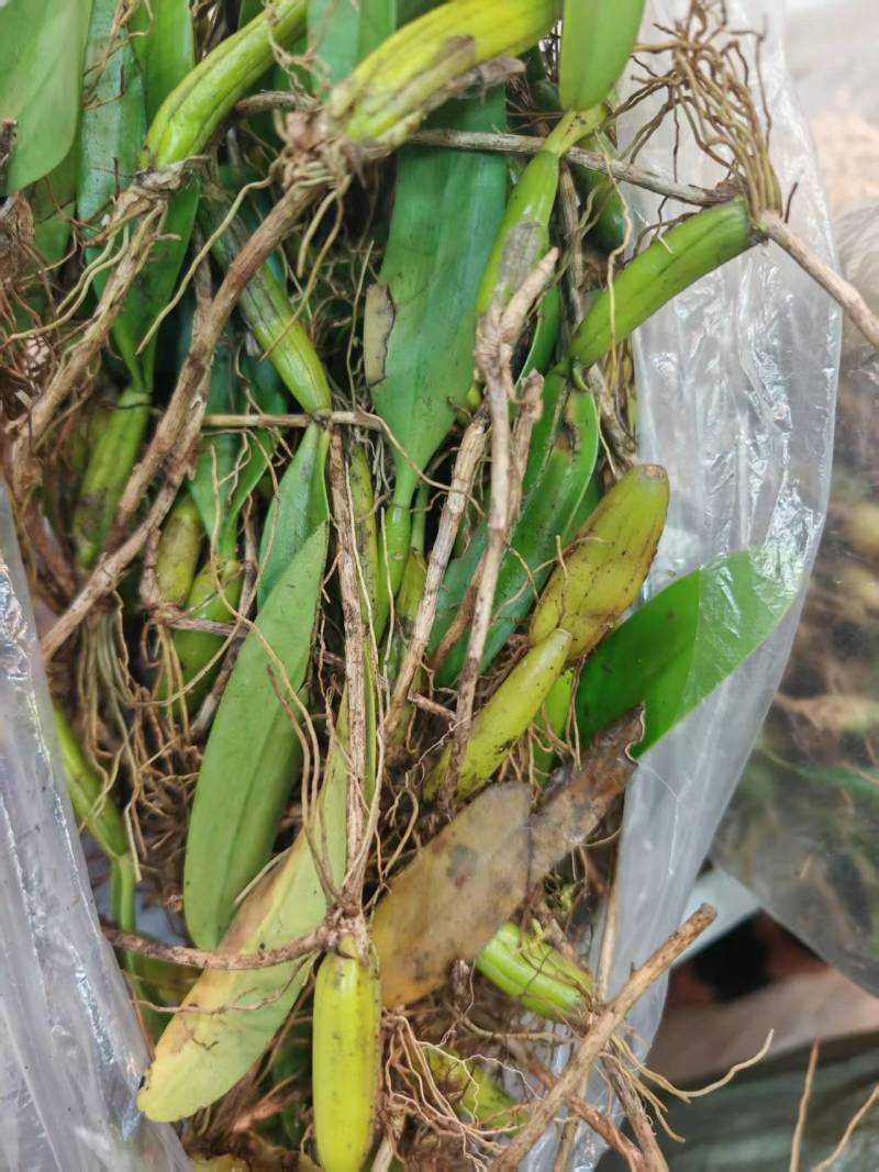 深山原生石橄榄批发，双叶大果单叶小果齐全，煲汤药膳货源足