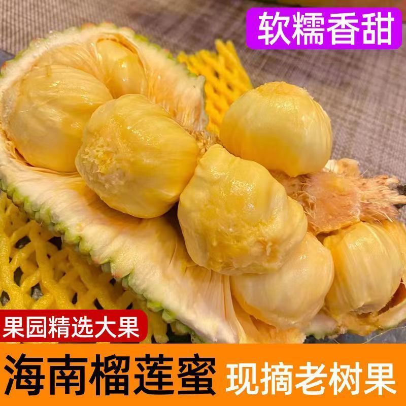 海南榴莲蜜大叶黄，大丁红新品种包邮到家坏果包赔