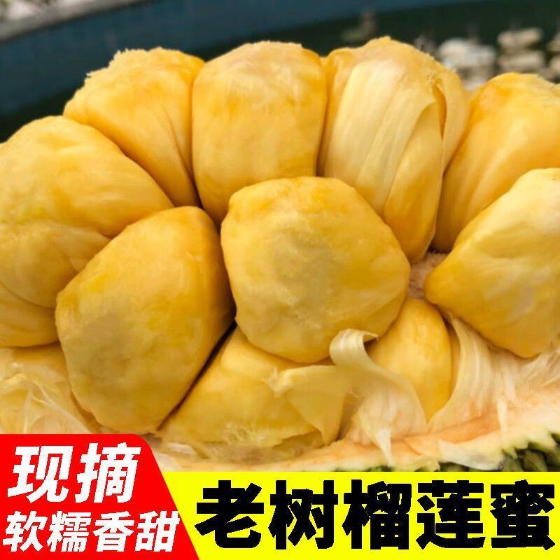 海南榴莲蜜大叶黄，大丁红新品种包邮到家坏果包赔