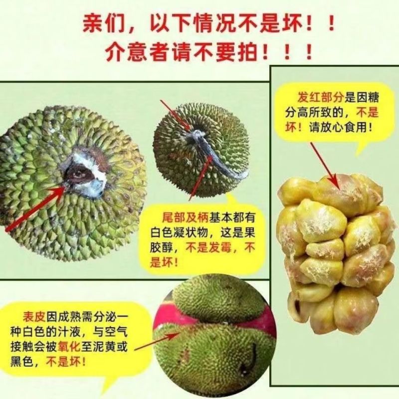 海南榴莲蜜大叶黄，大丁红新品种包邮到家坏果包赔