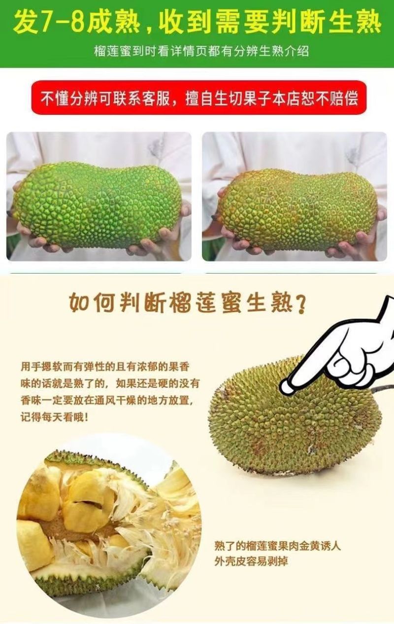 海南榴莲蜜大叶黄，大丁红新品种包邮到家坏果包赔