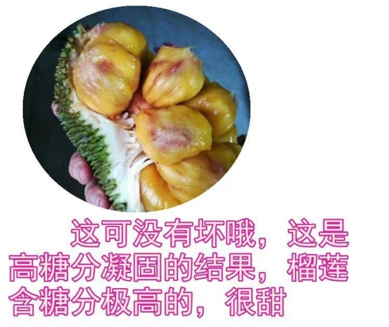 海南榴莲蜜大叶黄，大丁红新品种包邮到家坏果包赔