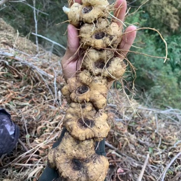 纯野生黄精