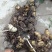 纯野生黄精