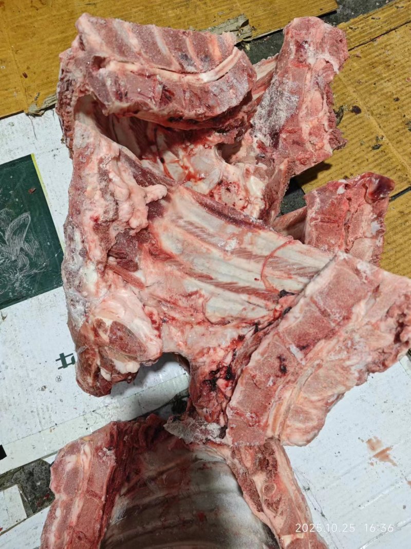 去颈前排，母猪新货