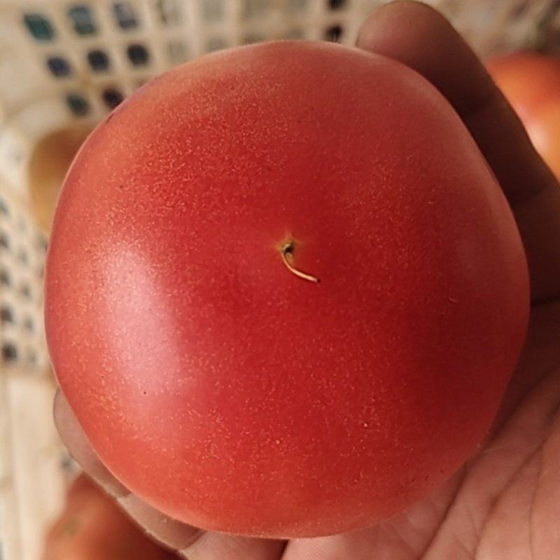 南通大棚精品西红柿大量上市