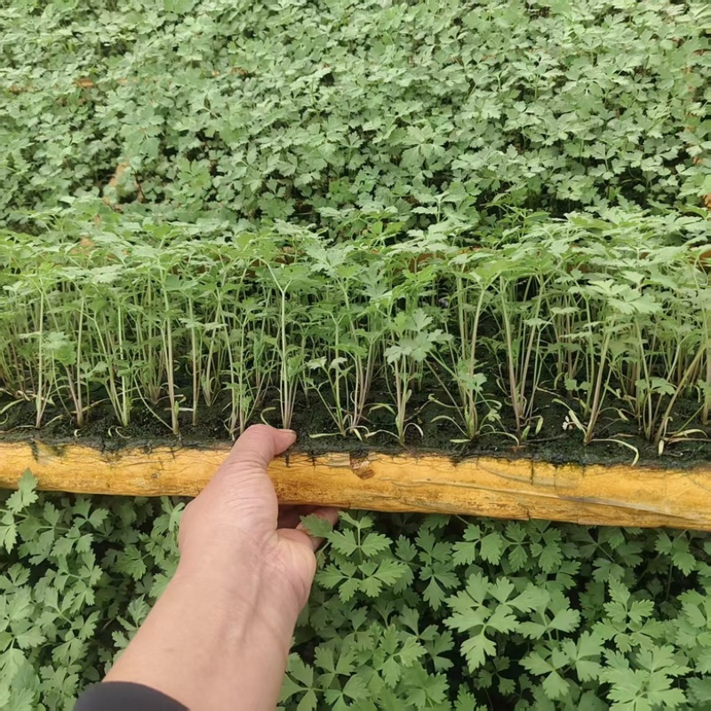 云南当归苗有带土的也可以净苗子产地直销成活高