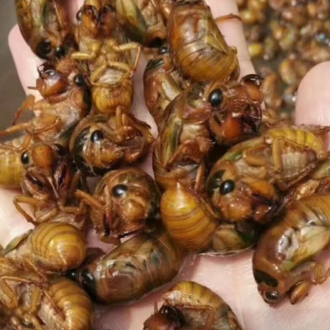 金蝉，杜仲，松蝉，电商一件