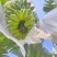 苹果蕉