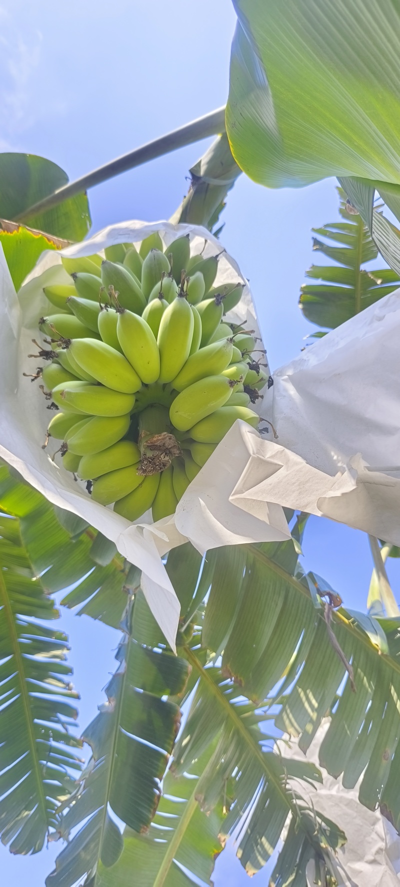 苹果蕉