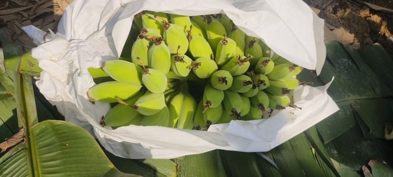苹果蕉