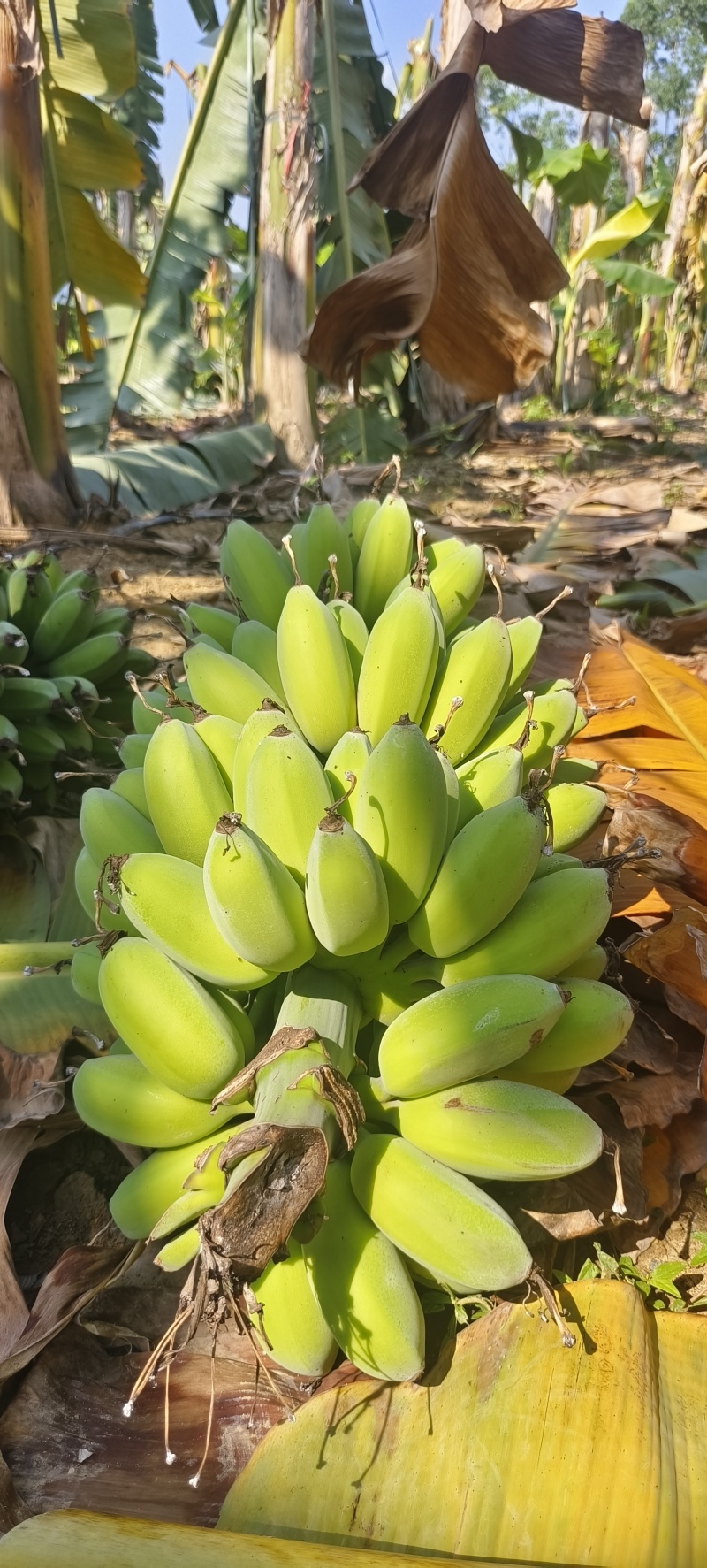 苹果蕉