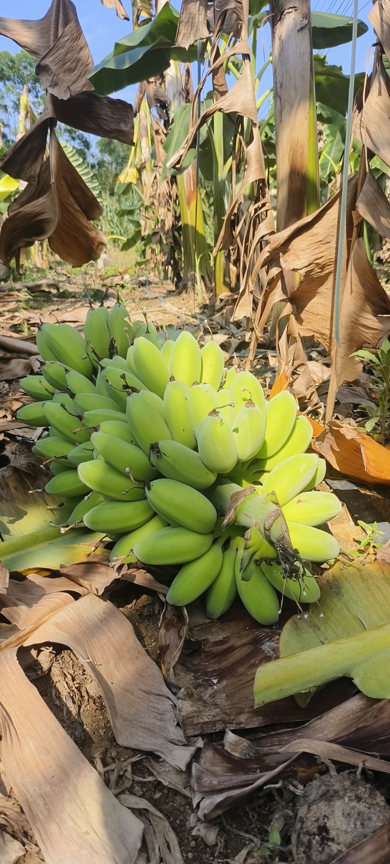苹果蕉