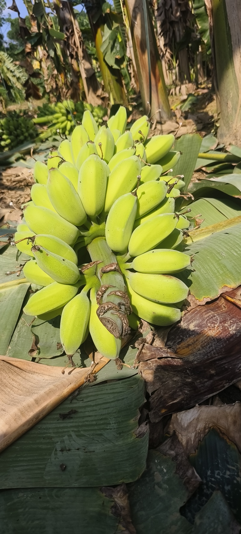 苹果蕉