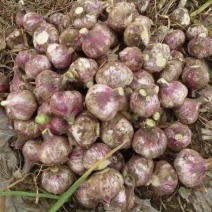 大蒜今年新蒜紫皮蒜自家种植价格实惠需要的话联系我