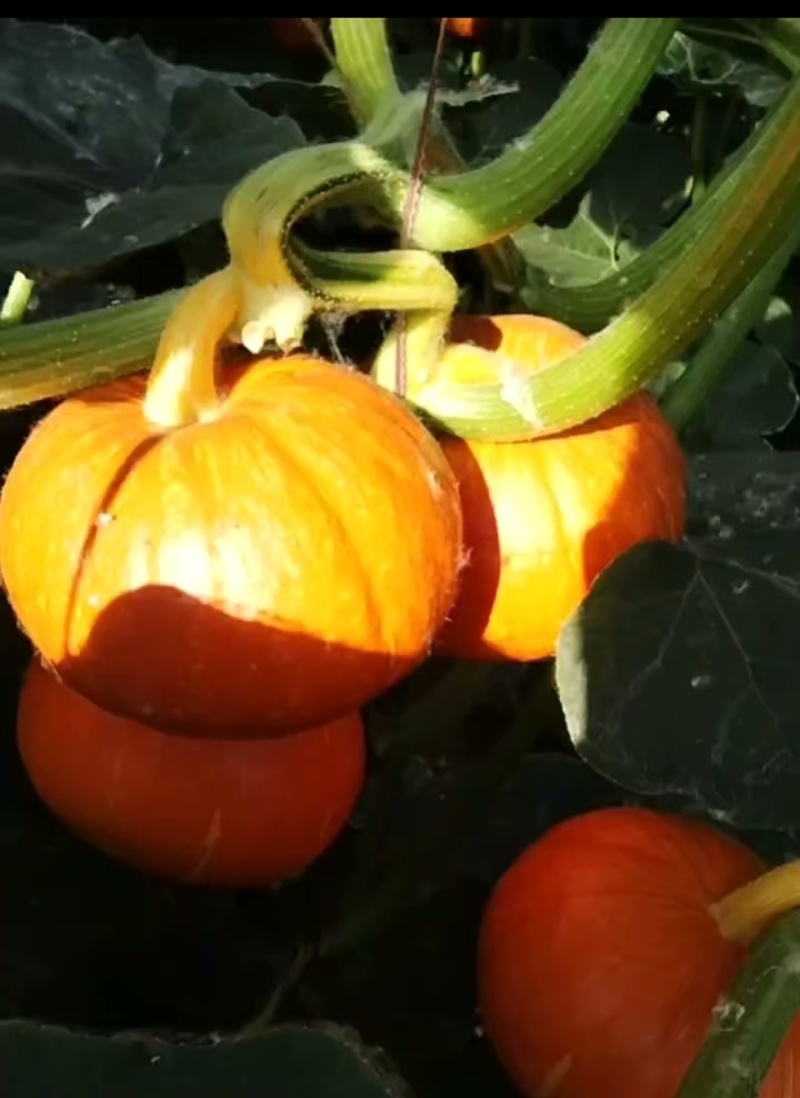 自家种的红色小金瓜，产地直发，有需要的电话联系我。