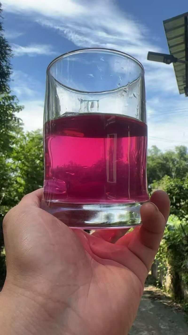 风柜斗草红风柜斗草风鼓草精选红叶水洗晒干批发一件代发