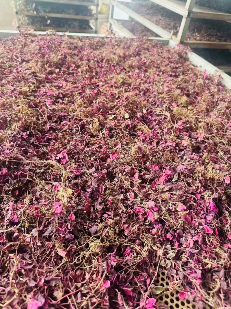 风柜斗草红风柜斗草风鼓草精选红叶水洗晒干批发一件代发