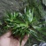 深山自采原生牛鼎菖蒲盆景造景种苗现货批发零售