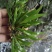 深山自采原生牛鼎菖蒲盆景造景种苗现货批发零售