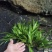 深山自采原生牛鼎菖蒲盆景造景种苗现货批发零售