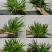 深山自采原生牛鼎菖蒲盆景造景种苗现货批发零售