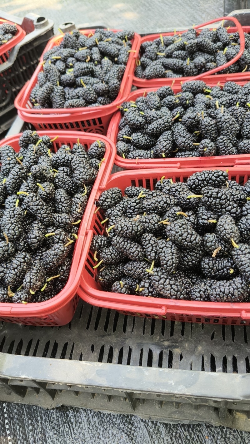 精品桑葚
