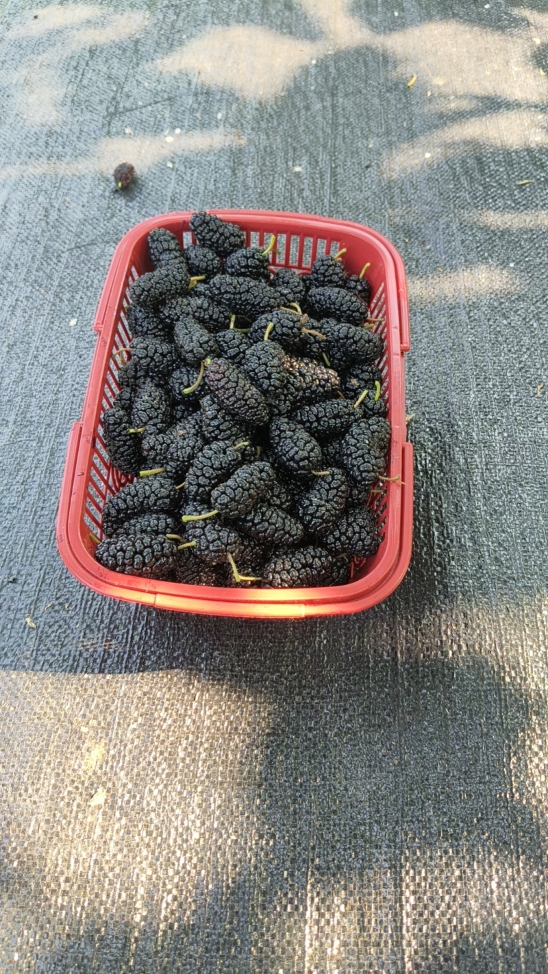 精品桑葚