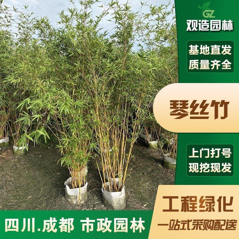 琴丝竹小苗四川园林绿化工程庭院别墅景观绿篱四季常青观赏植