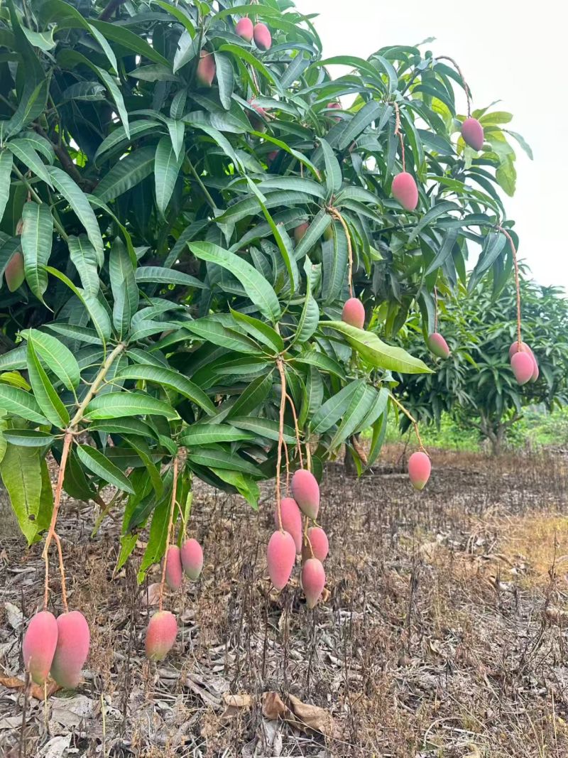 广西贵妃芒果新鲜上市价格美丽质量好走货快清甜可口欢迎询价