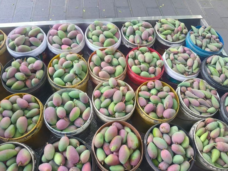 广西贵妃芒果新鲜上市价格美丽质量好走货快清甜可口欢迎询价