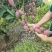 广西贵妃芒果新鲜上市价格美丽质量好走货快清甜可口欢迎询价