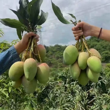 广西台农芒果新鲜上市价格美丽对接全国质量好走货快