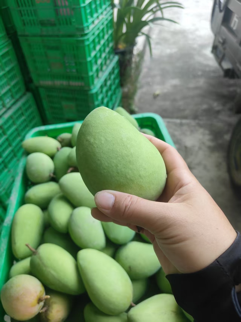 广西台农芒果新鲜上市价格美丽对接全国质量好走货快