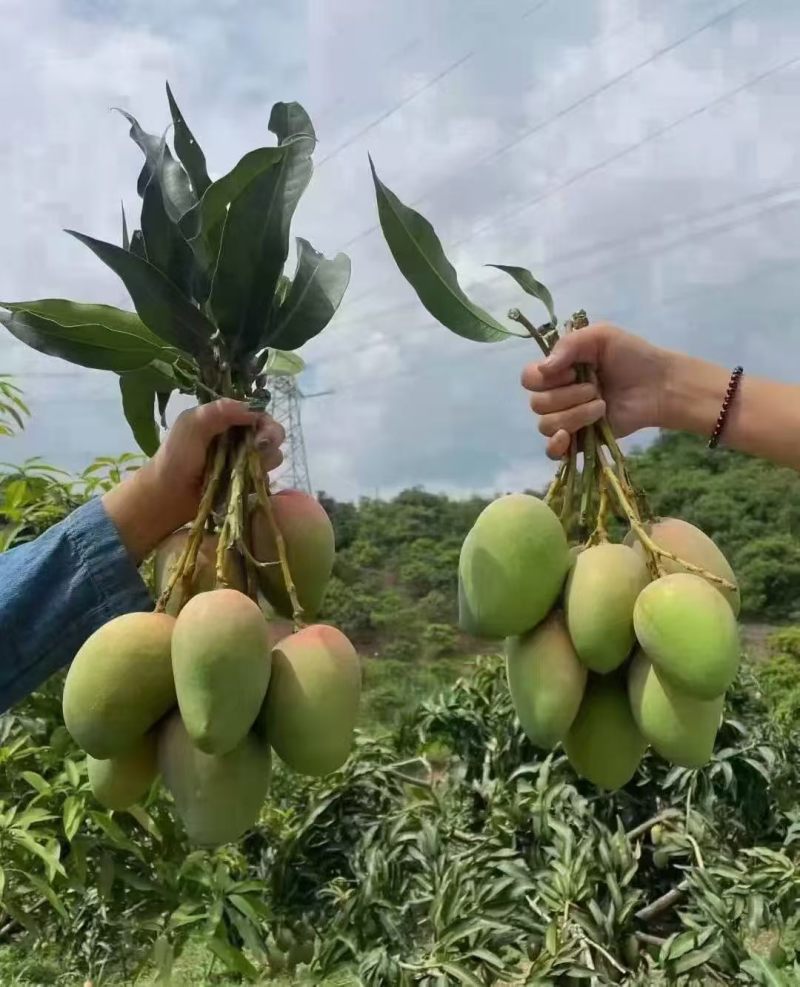 广西台农芒果新鲜上市价格美丽对接全国质量好走货快