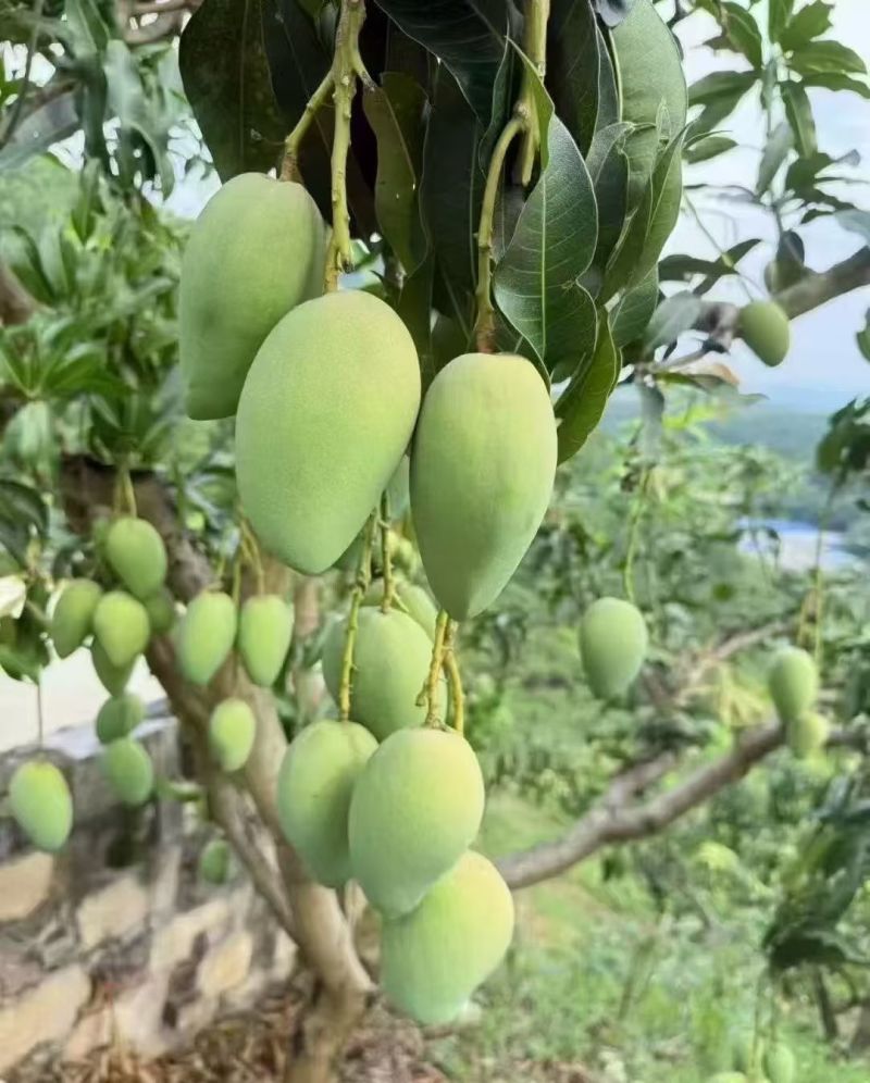 广西台农芒果新鲜上市价格美丽对接全国质量好走货快