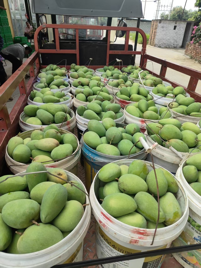 广西台农芒果新鲜上市价格美丽对接全国质量好走货快