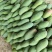 广西金煌嫩芒大量上市价格美丽对接全国质量好走货快对接全国