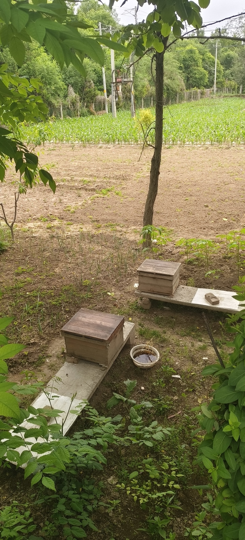 土蜂蜜