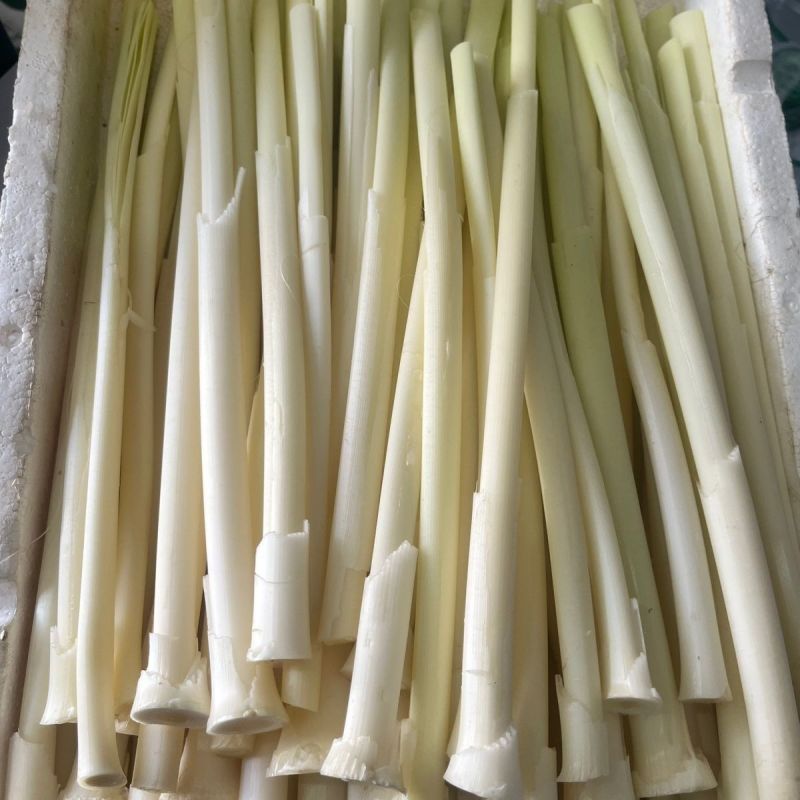 蒲菜新鲜蒲儿菜蒲芯野生蒲笋嫩蒲草新鲜时令蔬菜食用微山湖