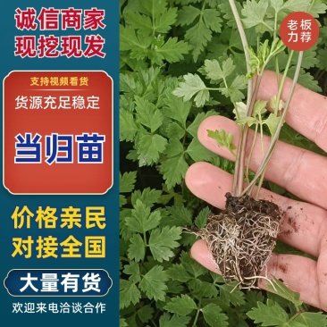 云南当归苗有带土的也可以净苗子产地直销成活高